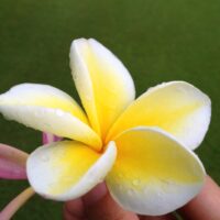 ハワイのプルメリア