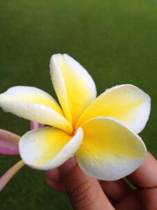 ハワイのプルメリア